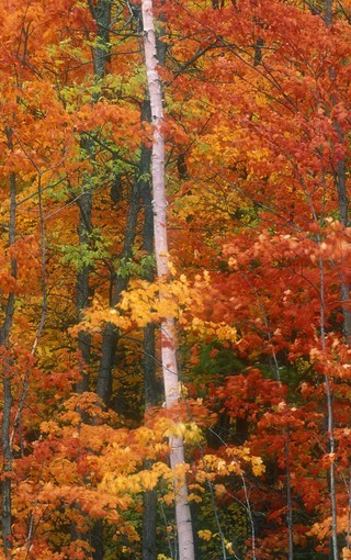 秋天的树林自然风景壁纸(9)