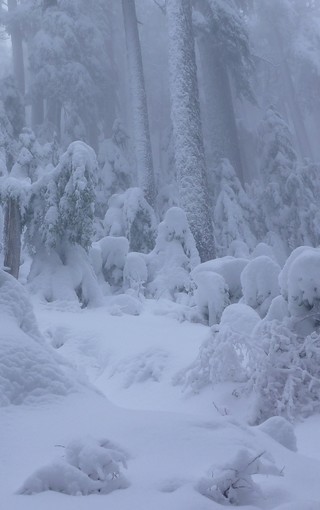 唯美雪景冬季手机壁纸(9)