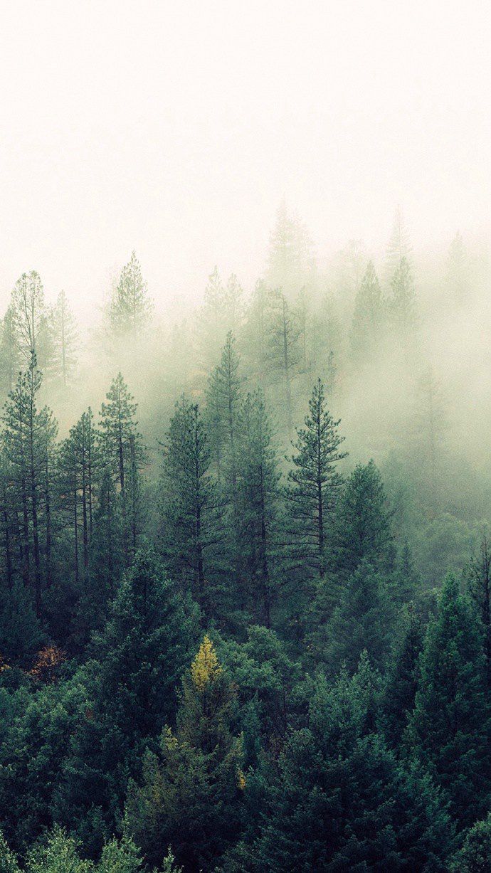 仙气十足的迷雾与森林唯美图片