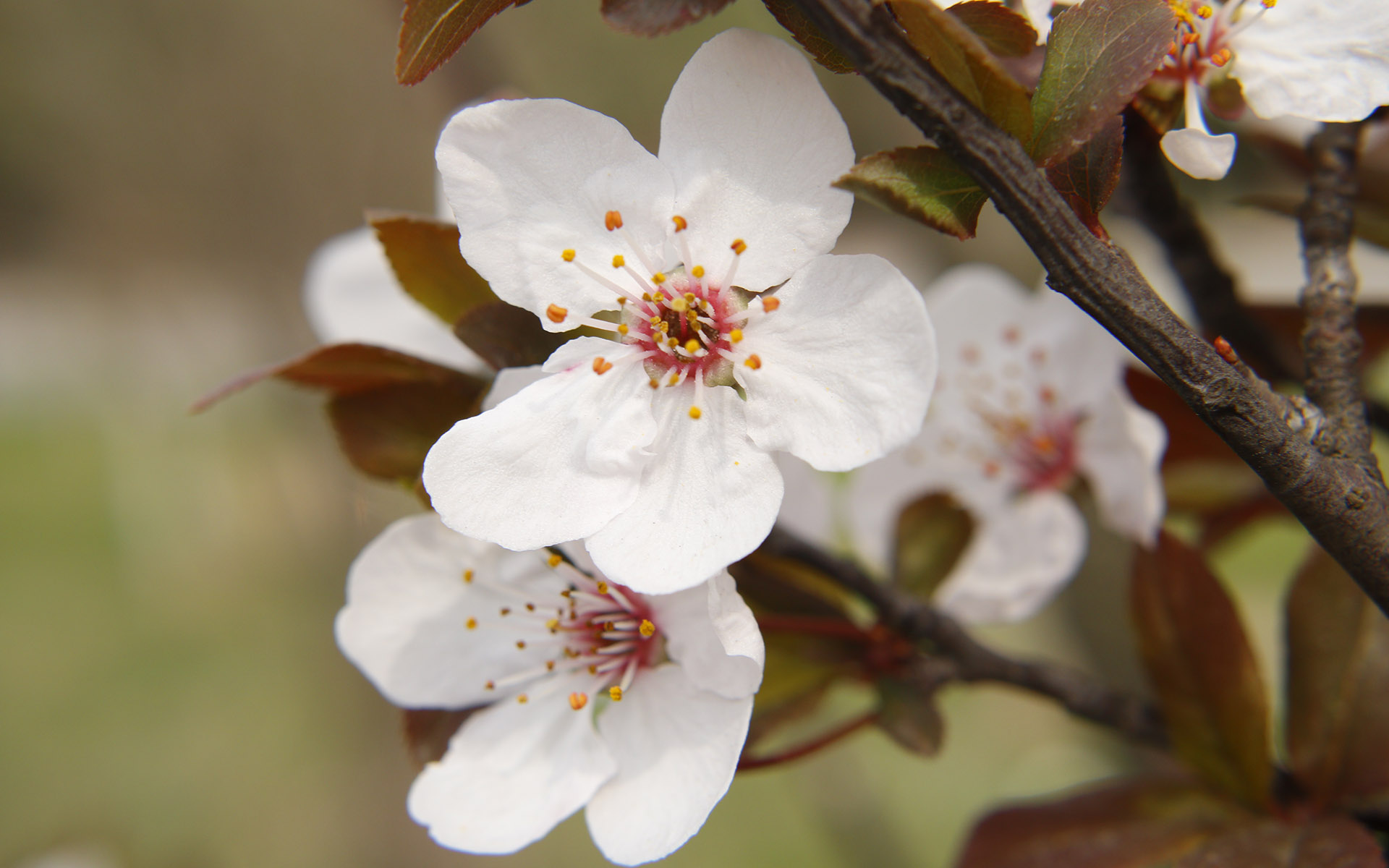 美丽图片素材 唯美纯白樱花高清摄影图片(9)