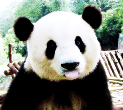 可爱熊猫动态搞笑图片(8)