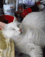 可爱猫咪打瞌睡GIF动态图片(4)
