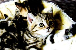 可爱猫咪打瞌睡GIF动态图片(5)