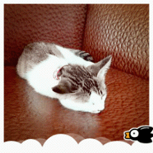 可爱猫咪打瞌睡GIF动态图片(6)