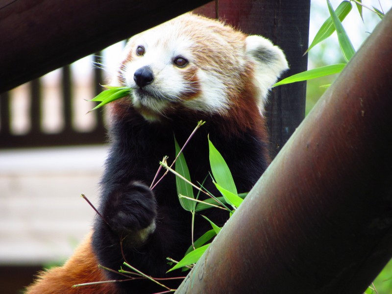 小熊猫图片 动物图片(10)