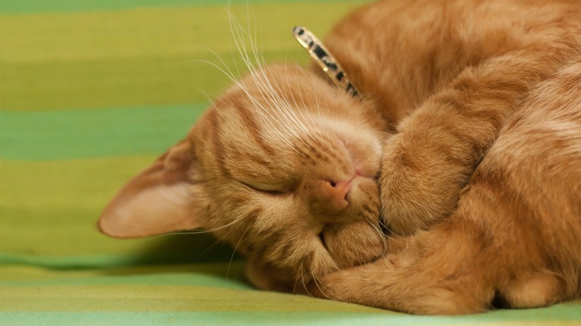 可爱猫咪的奇异睡姿 宠物图片(10)