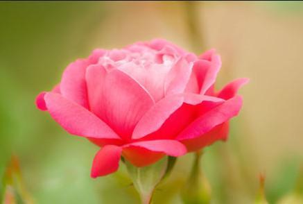 一只玫瑰花的图片，每日都是一年中最美好的一天