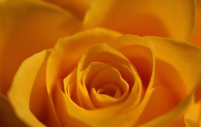 金色玫瑰花图片，漫叩窗棂的弯月仍是笑靥如花