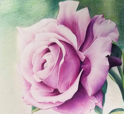 彩铅手绘玫瑰花图片，等到了一个临界点，就心冷了