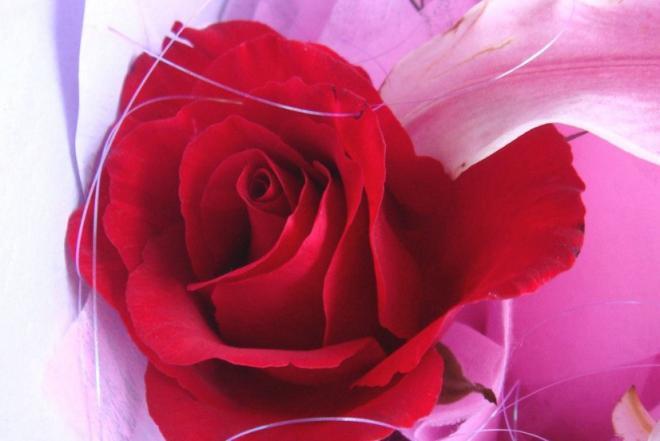 红色玫瑰花包装图片，相爱或许没有什么特别，但它至少会有思念和陪同