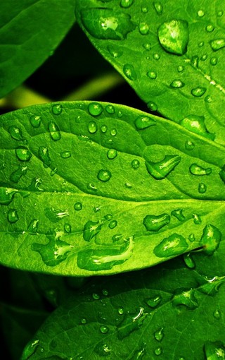 绿色植物唯美手机壁纸(6)