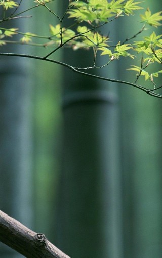 iphone pro高雅的竹子风景壁纸(10)