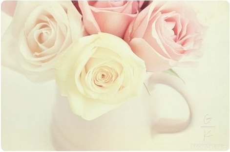 唯美的玫瑰花图片(3)