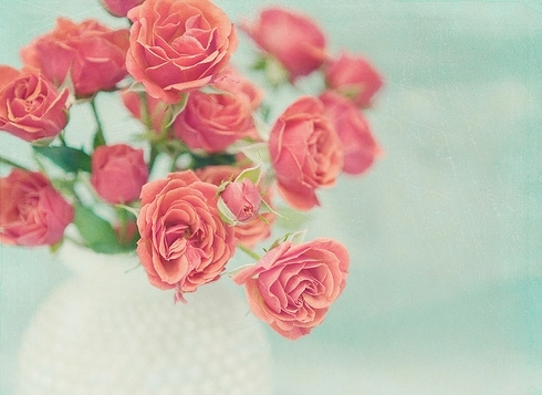 唯美的玫瑰花图片(4)
