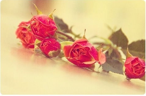 唯美的玫瑰花图片(2)