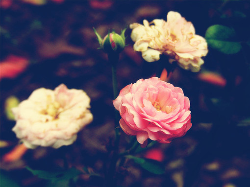 唯美的玫瑰花图片(7)