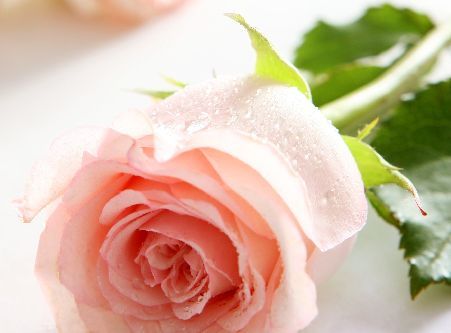 唯美的玫瑰花图片(5)