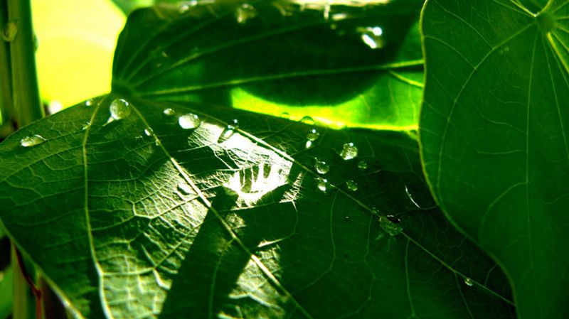 超高清养眼绿色植物晶莹水滴图片(10)