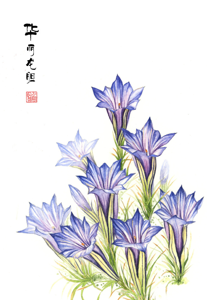 唯美水彩花卉图片 简单唯美的水彩画(8)