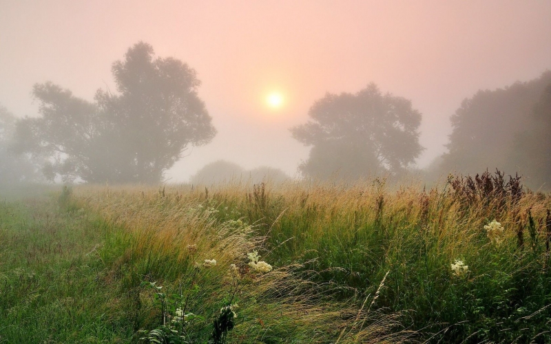 清晨迷雾树林唯美风景图片