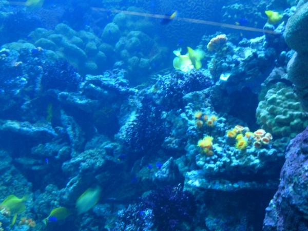 迷人的小鱼海底风景图片