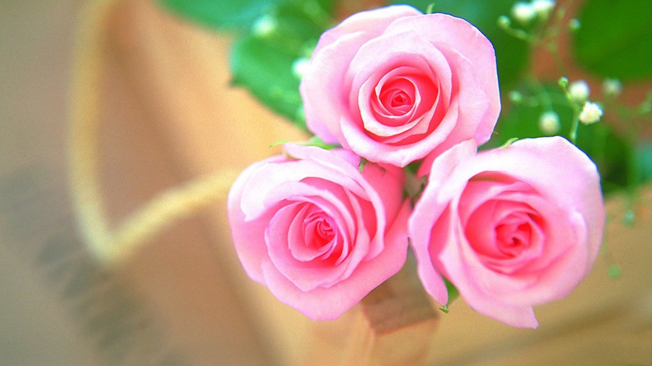 三朵粉色玫瑰花背景图片素材