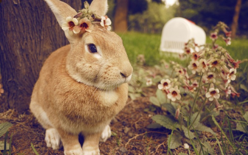 可爱的小兔子桌面背景图片