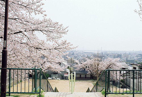 日本最美樱花风景图片合辑