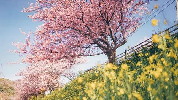 日本樱花盛开最美的浪漫 微信背景图片